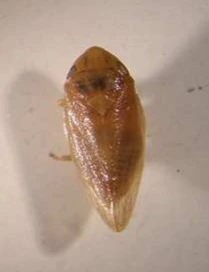 Poophilus nebulosus Leth