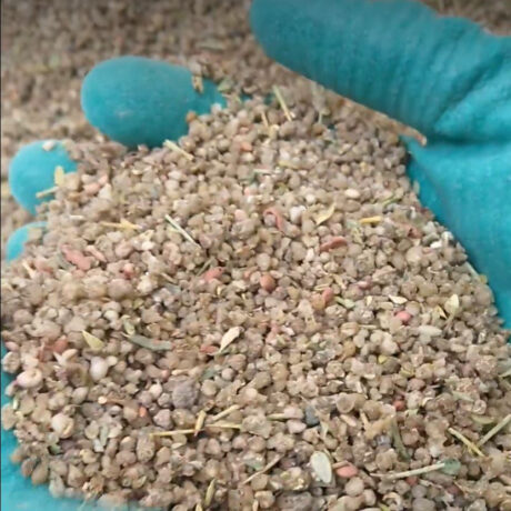 خرید ترنجبین- 1000 گرم اصل و دانه بندی شده