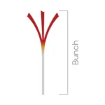 Bunch safran